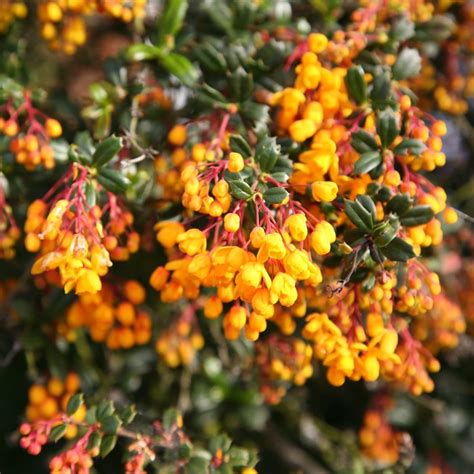 berbery|is berberis native to uk.